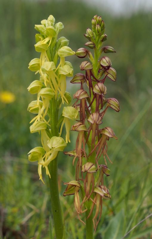 Aceras panenka (Aceras antropophorum)