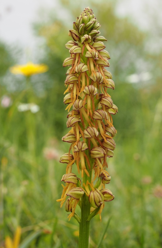 Aceras panenka (Aceras antropophorum)