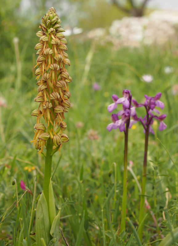 Aceras panenka (Aceras antropophorum)