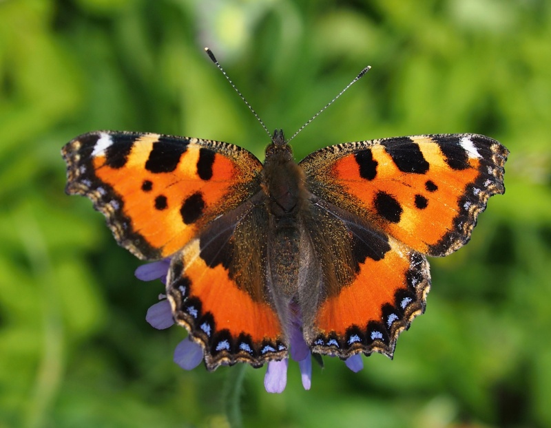 Babočka kopřivová (Aglais urticae)