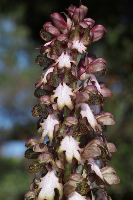 Barlie statná (Barlia robertiana)