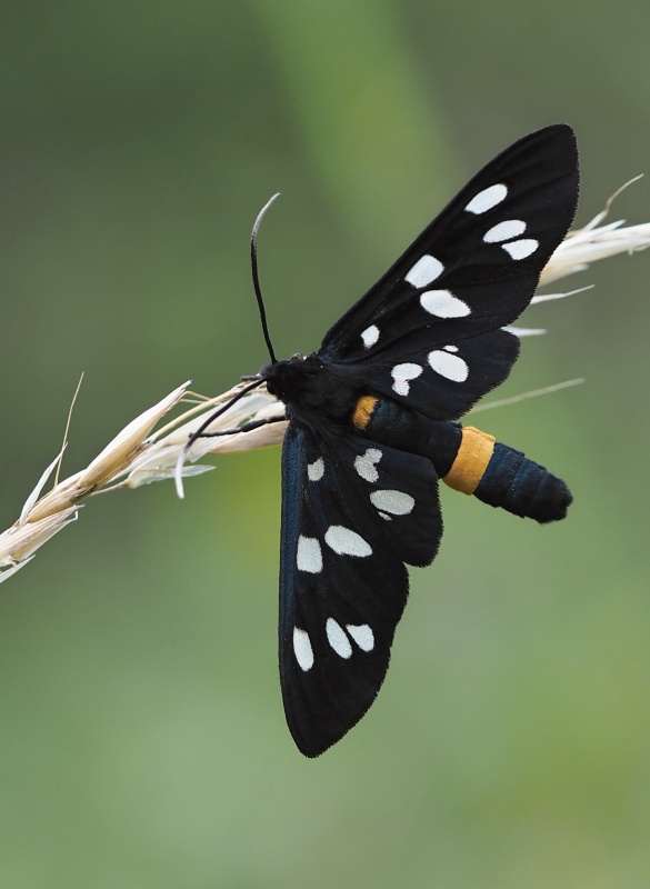 Běloskvrnáč pampeliškový (Amata phegea)