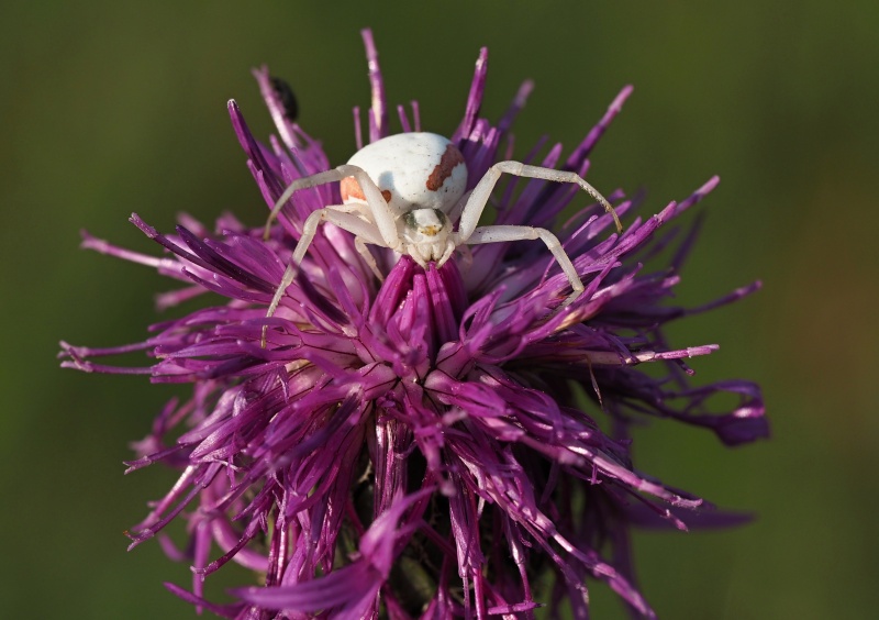 Běžník kopretinový (Misumena vatia)