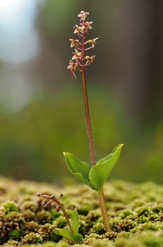 Bradáček srdčitý (Listera cordata)