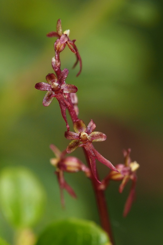 Bradáček srdčitý (Listera cordata)