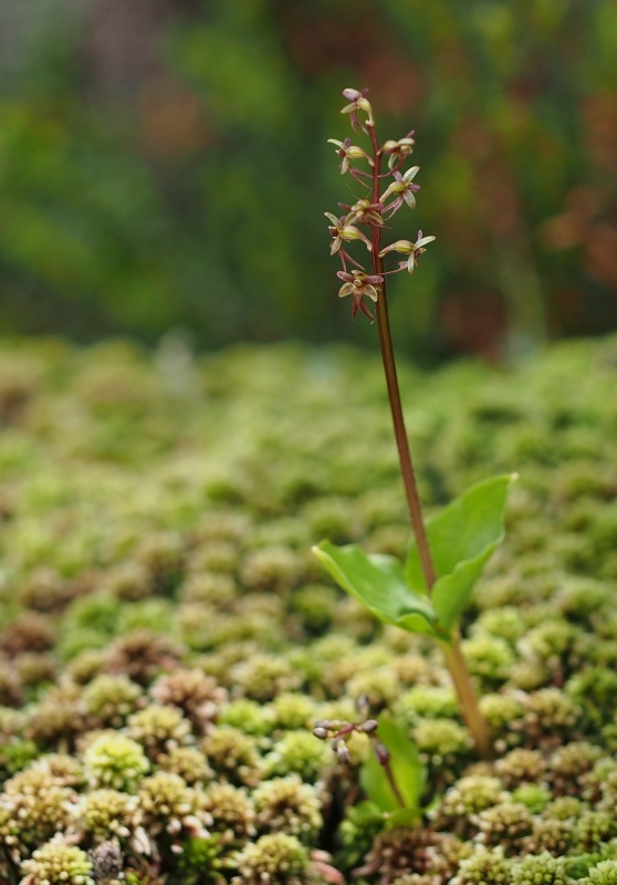 Bradáček srdčitý (Listera cordata)