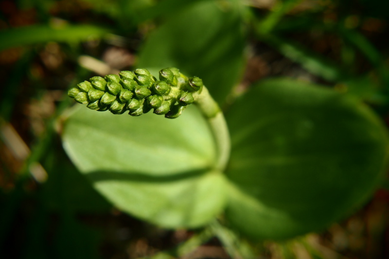 Bradáček vejčitý (Listera ovata)