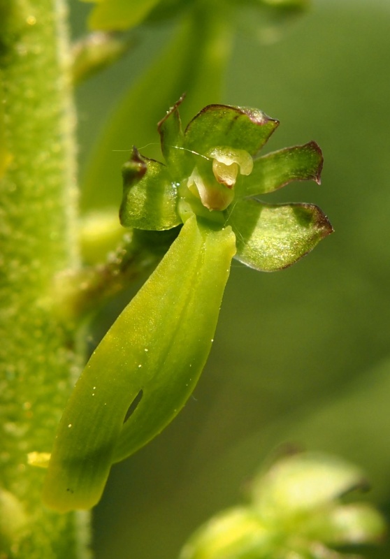 Bradáček vejčitý (Listera ovata)