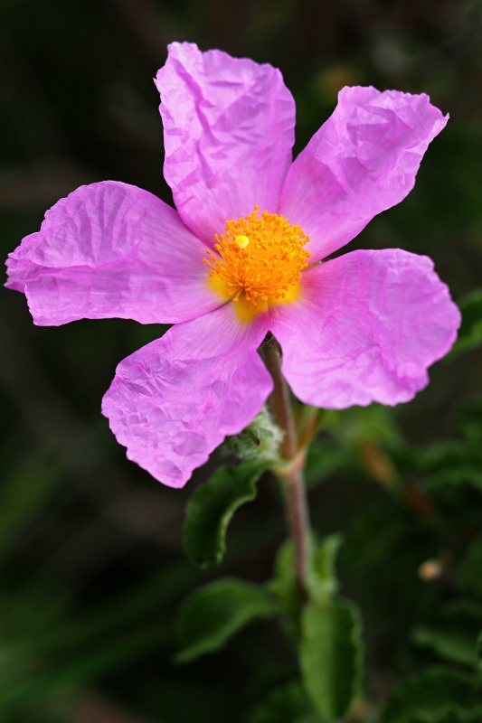 Cist vlnatý (Cistus albidus)