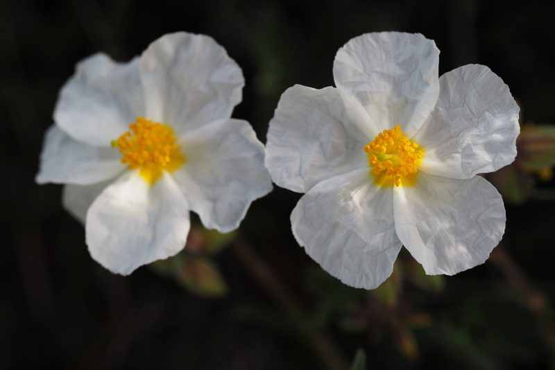 Devaterník apeninský (Helianthemum apenninum)