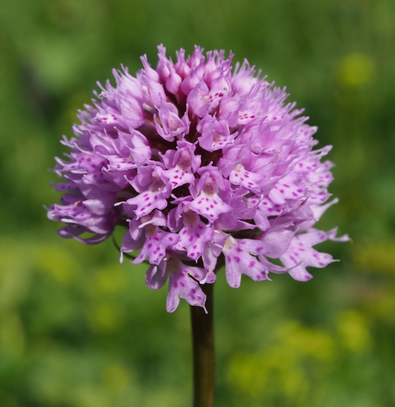 Hlavinka horská (Traunsteinera globosa)