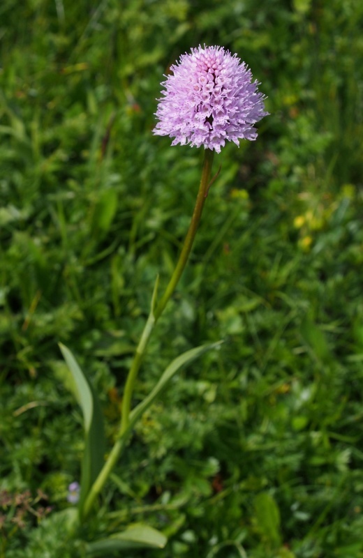 Hlavinka horská (Traunsteinera globosa)