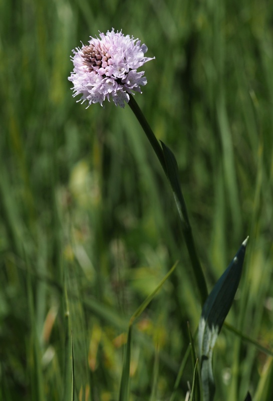 Hlavinka horská (Traunsteinera globosa)