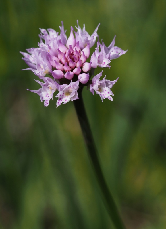 Hlavinka horská (Traunsteinera globosa)