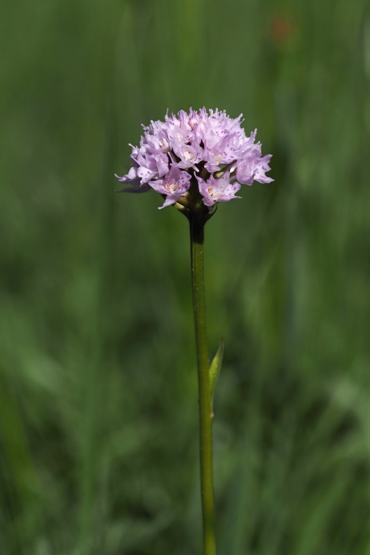 Hlavinka horská (Traunsteinera globosa)