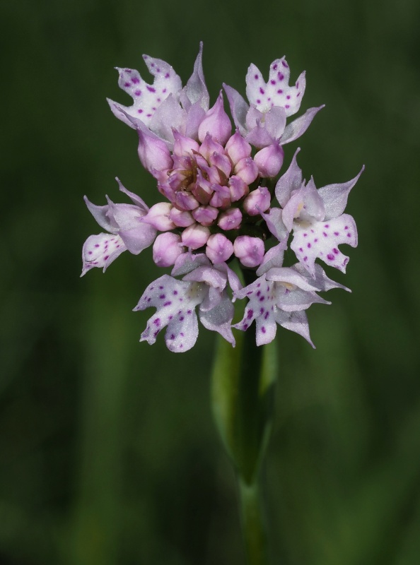 Hlavinka horská (Traunsteinera globosa)