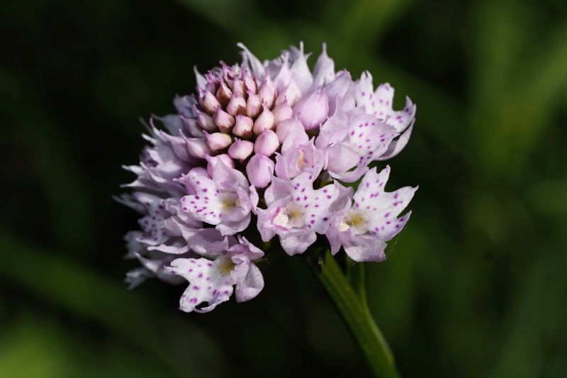 Hlavinka horská (Traunsteinera globosa)