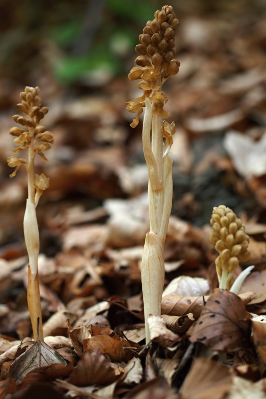 Hlístník hnízdák (Neottia nidus-avis)