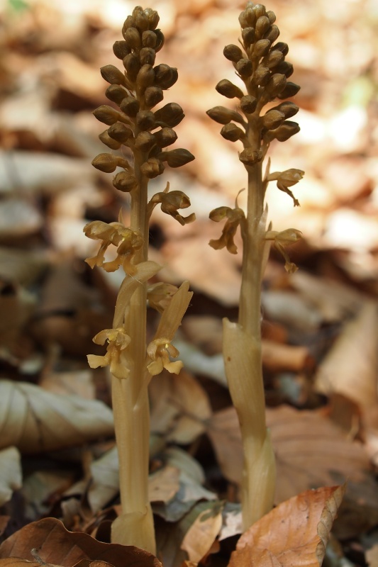 Hlístník hnízdák (Neottia nidus-avis)