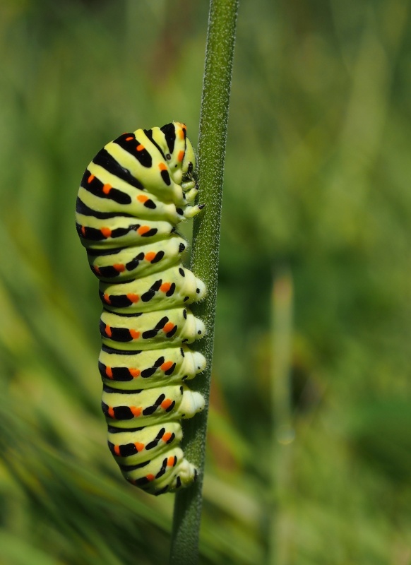 Housenka - Otakárek fenyklový (Papilio machaon)