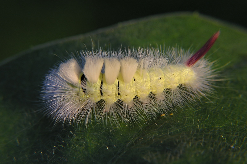 Housenka Štětconoše ořechového (Calliteara pudibunda)