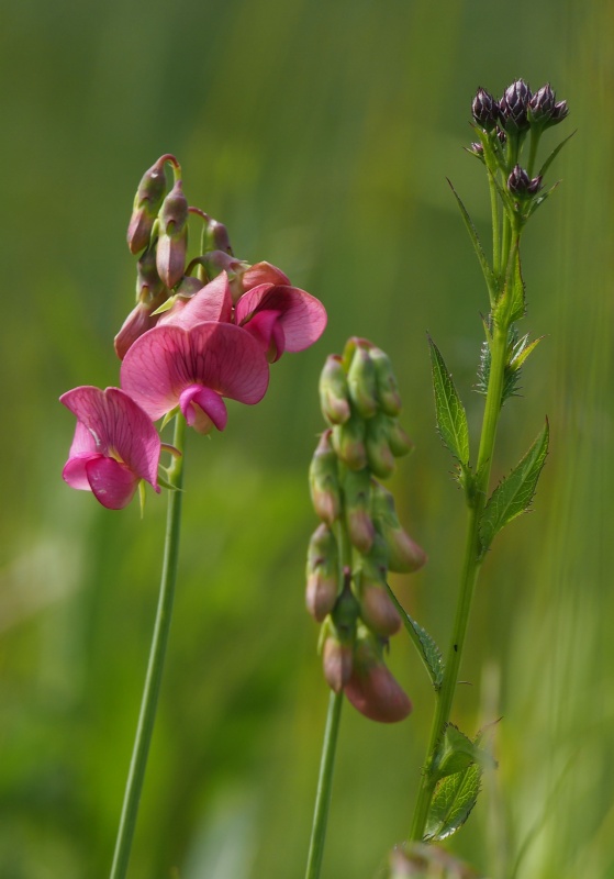 Hrachor hlíznatý (Lathyrus tuberosus)