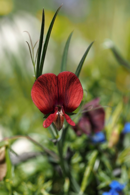 Hrachor štětinolistý (Lathyrus setifolius)