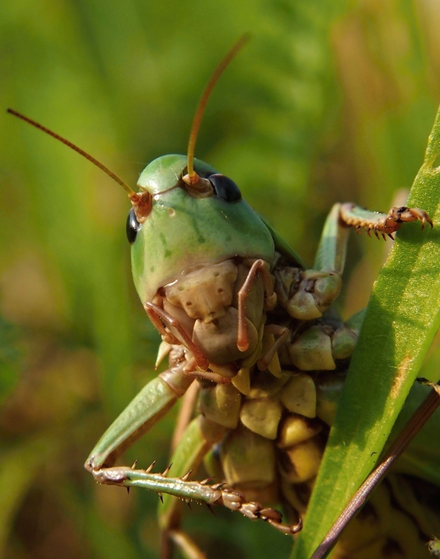 Kobylka hnědá (Decticus verrucivorus)