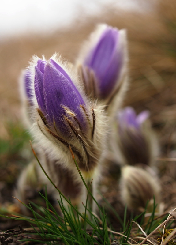 Koniklec velkokvětý (Pulsatilla grandis)