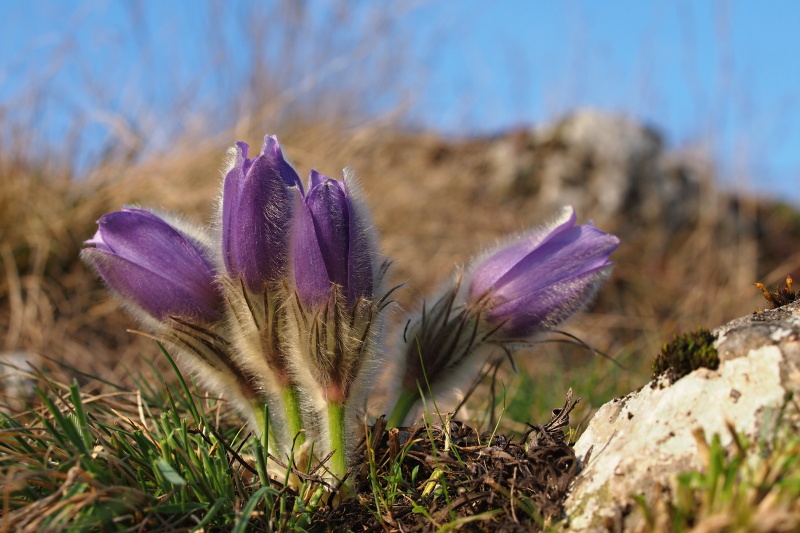 Koniklec velkokvětý (Pulsatilla grandis)