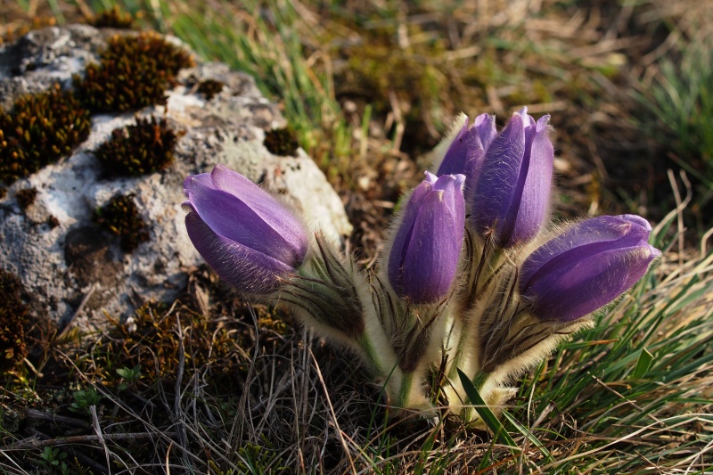 Koniklec velkokvětý (Pulsatilla grandis)