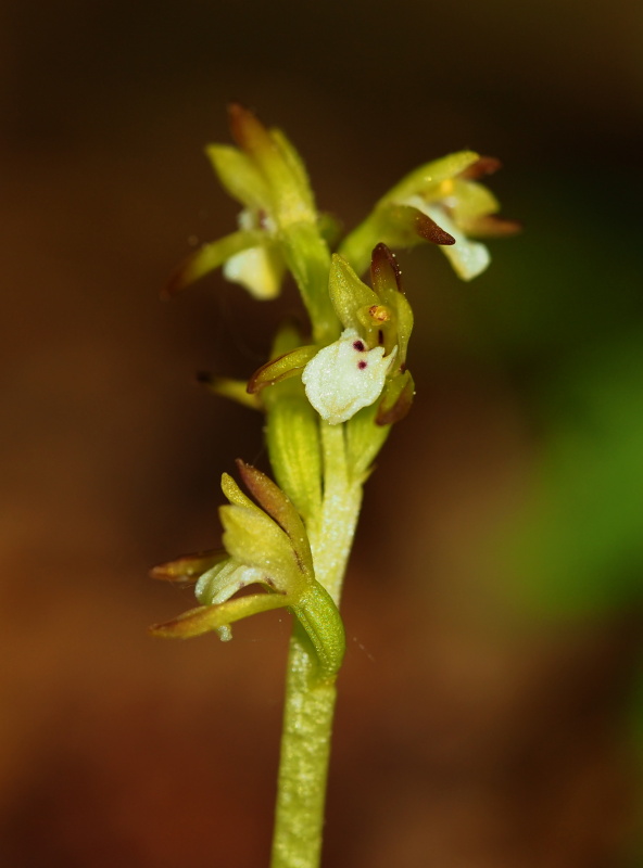 Korálice trojklaná (Corallorhiza trifida)