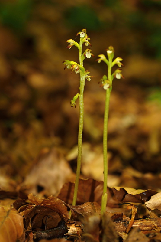 Korálice trojklaná (Corallorhiza trifida)