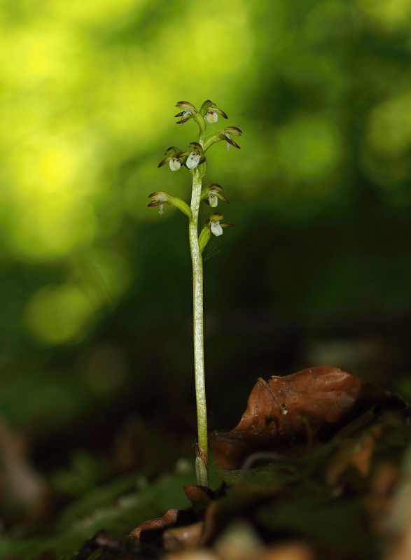 Korálice trojklaná (Corallorhiza trifida)