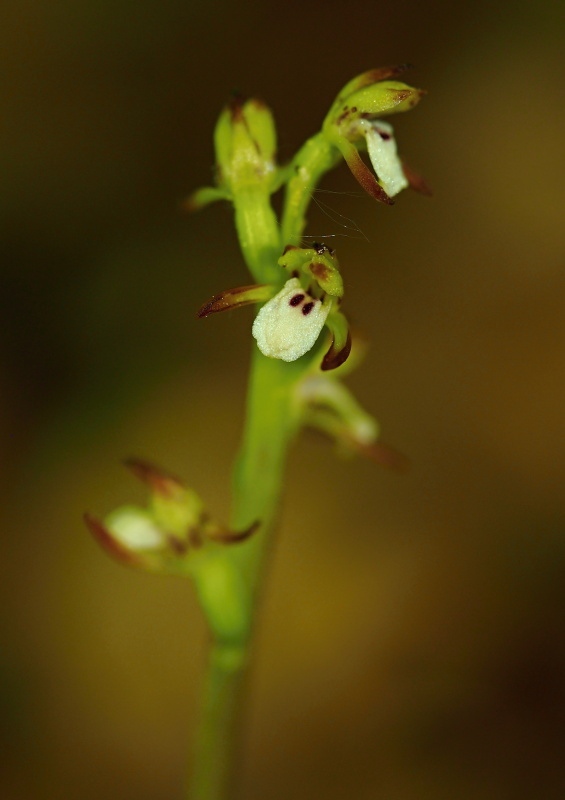 Korálice trojklaná (Corallorhiza trifida)