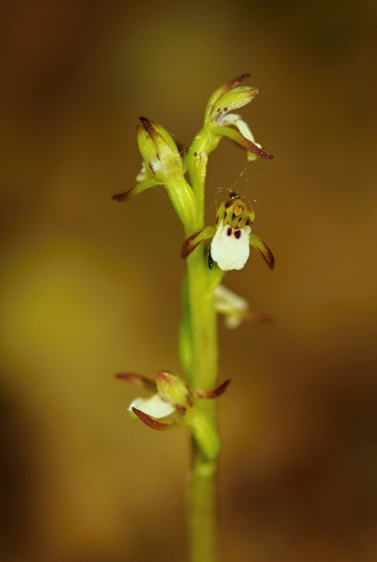 Korálice trojklaná (Corallorhiza trifida)