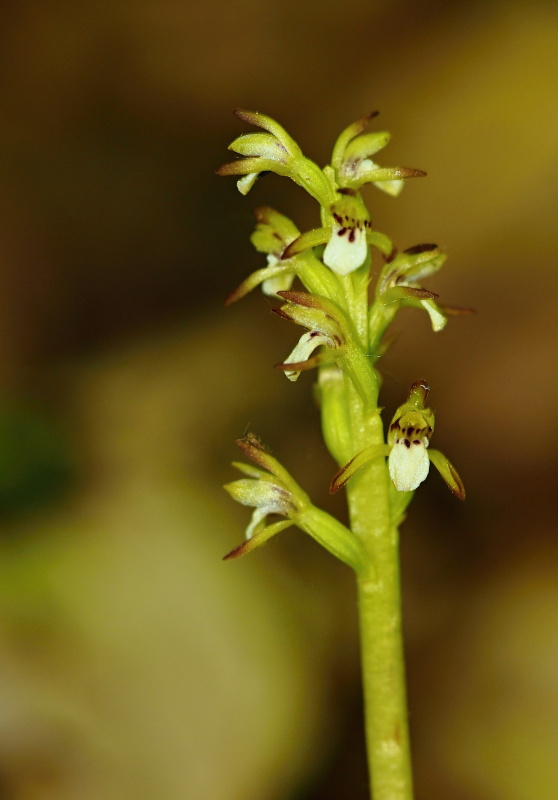 Korálice trojklaná (Corallorhiza trifida)