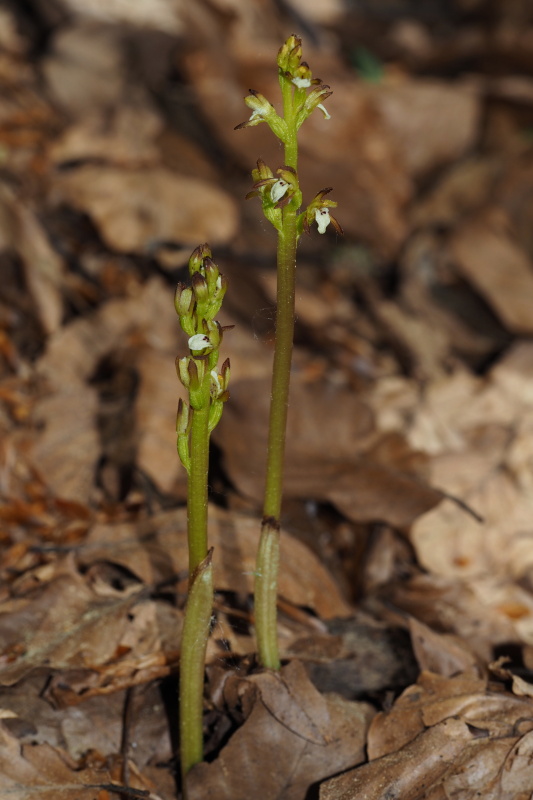 Korálice trojklaná (Corallorhiza trifida)