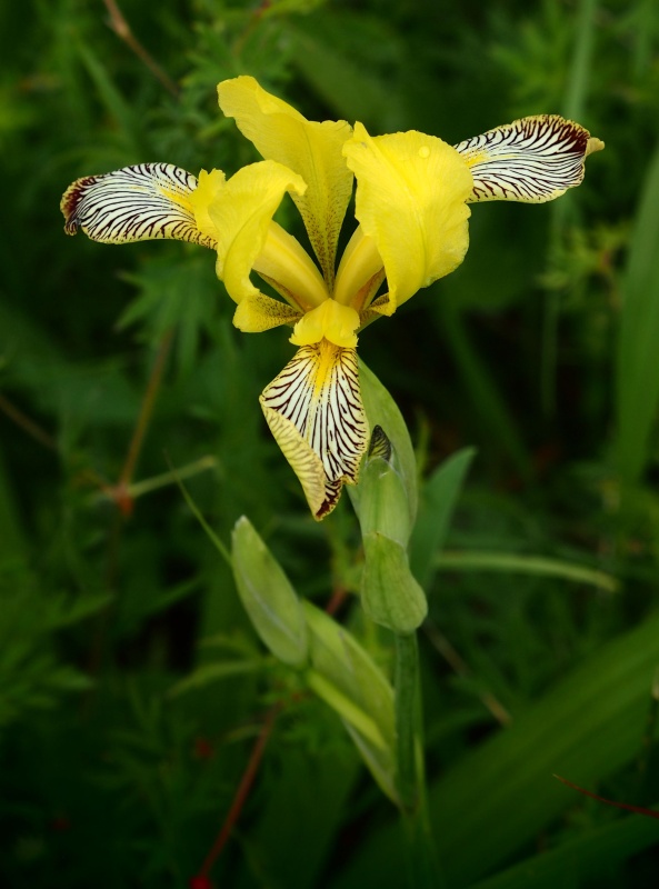 Kosatec různobarvý (Iris variegata)