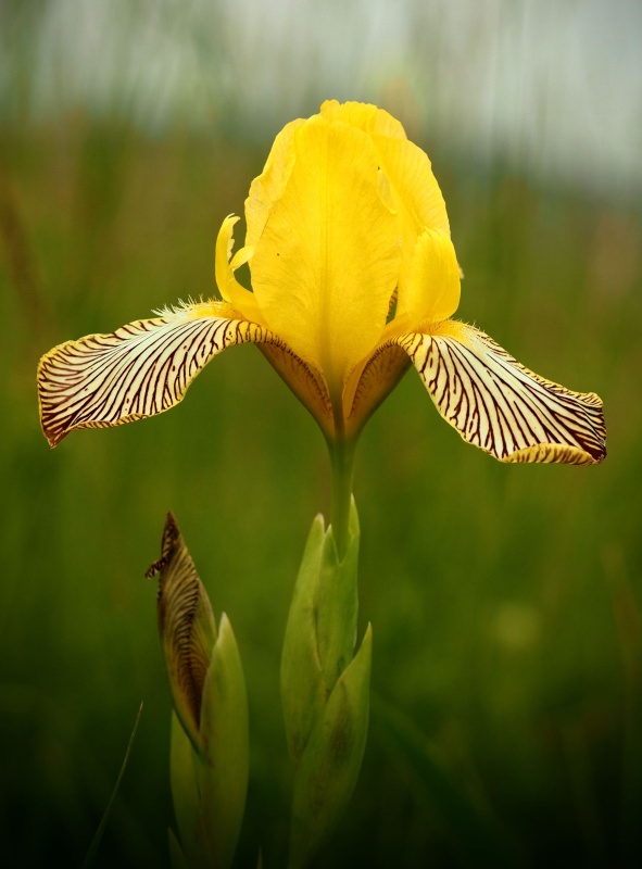 Kosatec různobarvý (Iris variegata)