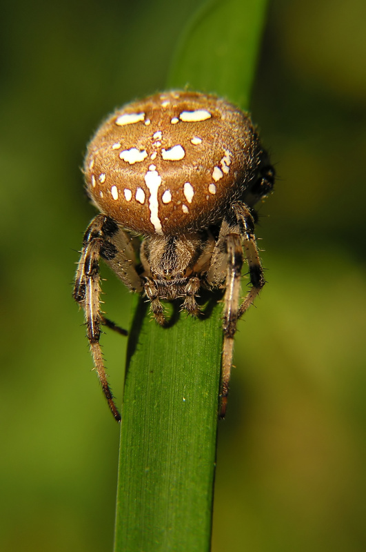 Křižák čtyřskvrnný (Araneus quadratus)