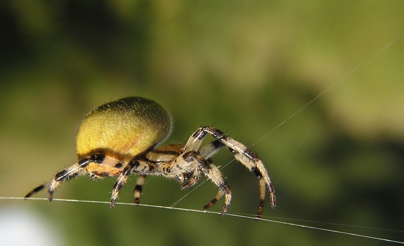 Křižák čtyřskvrnný (Araneus quadratus)