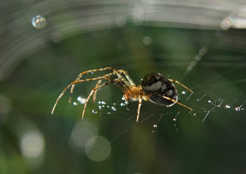 Křižák obecný (Araneus diadematus)