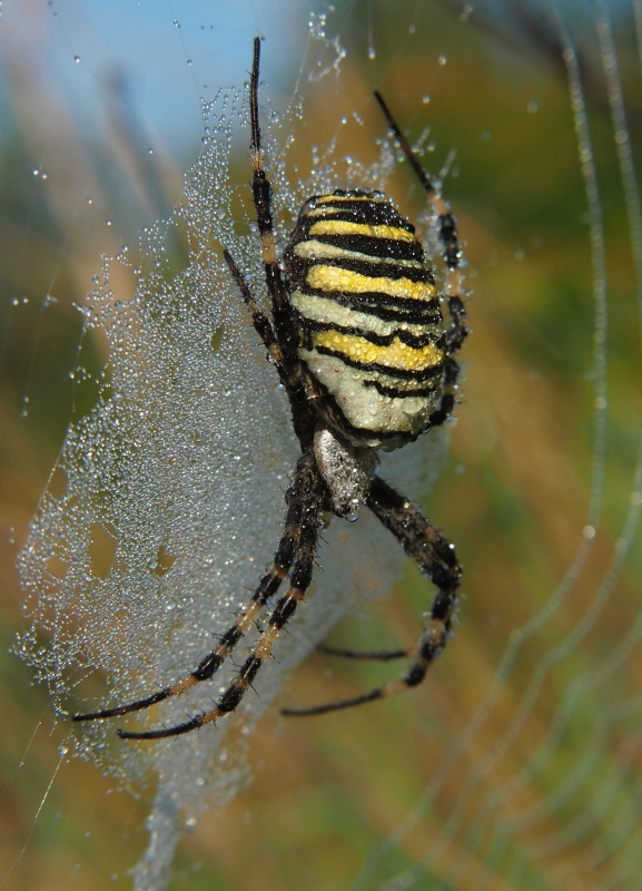 Křižák pruhovaný (Argiope bruennichi)