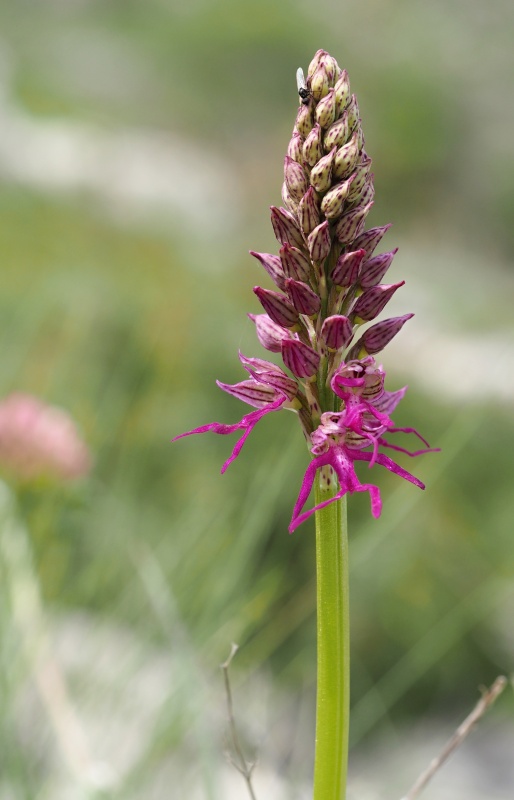 Kříženec - Aceras panenka (Aceras antropophorum) x Vstavač italský (Orchis italica)