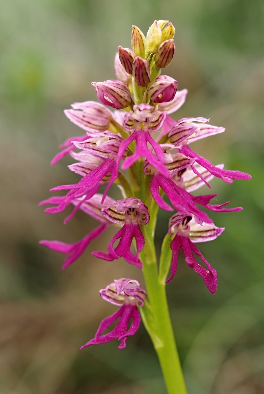 Kříženec - Aceras panenka (Aceras antropophorum) x Vstavač italský (Orchis italica)