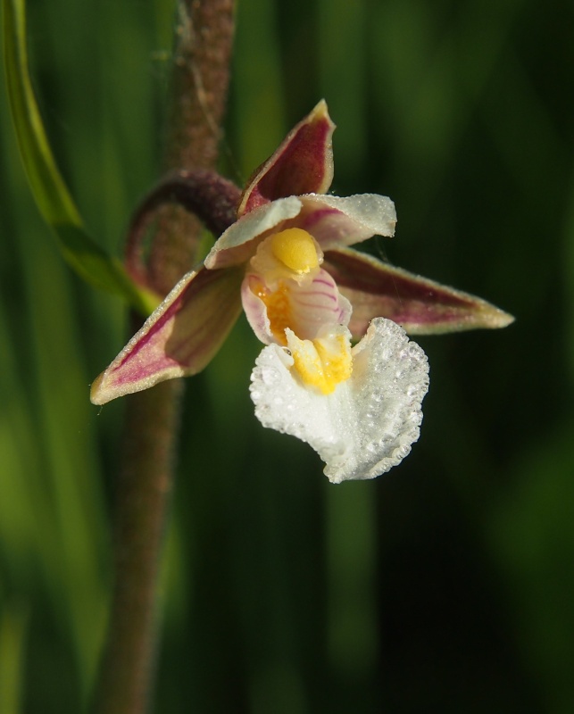 Kruštík bahenní (Epipactis palustris)