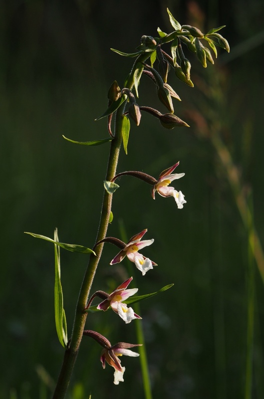 Kruštík bahenní (Epipactis palustris)