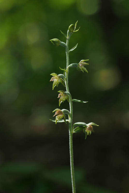 Kruštík drobnolistý (Epipactis microphylla)