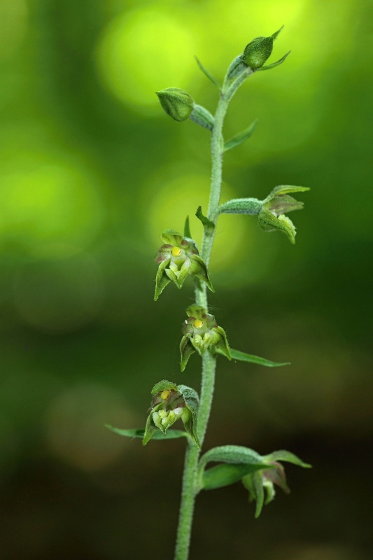 Kruštík drobnolistý (Epipactis microphylla)